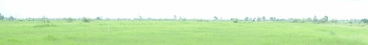 Gambutku