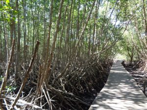 Hutan Mangrove Bali